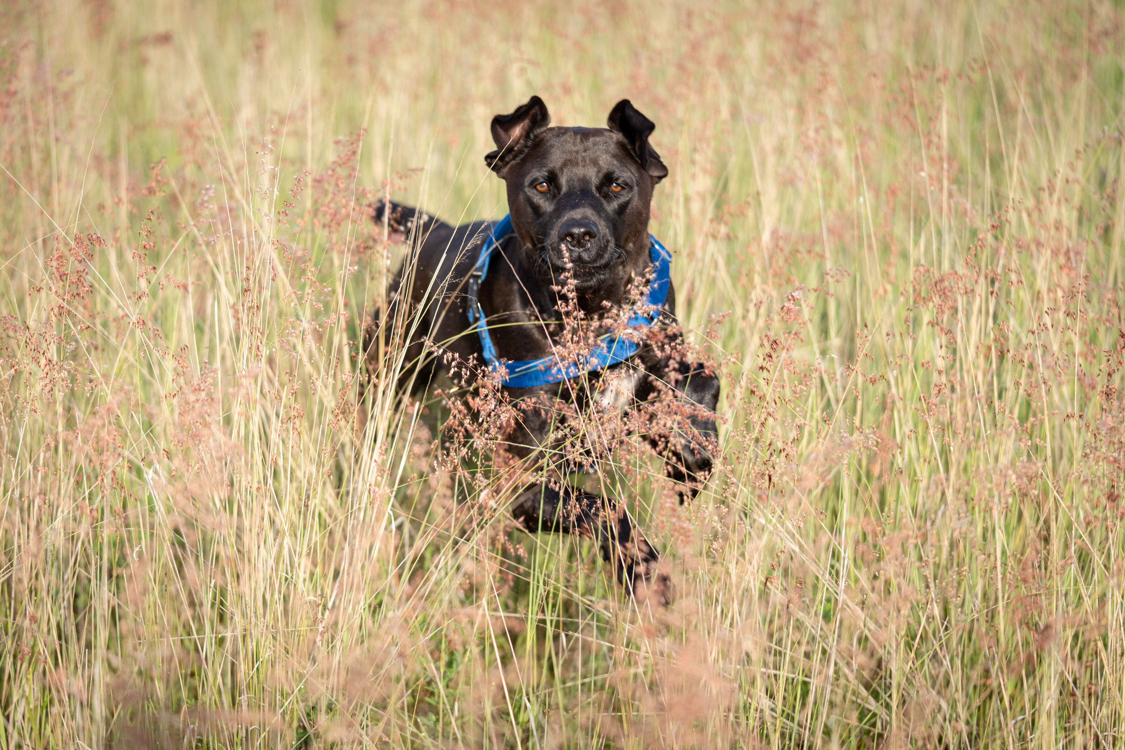 Fotografía de historia con mascota 6